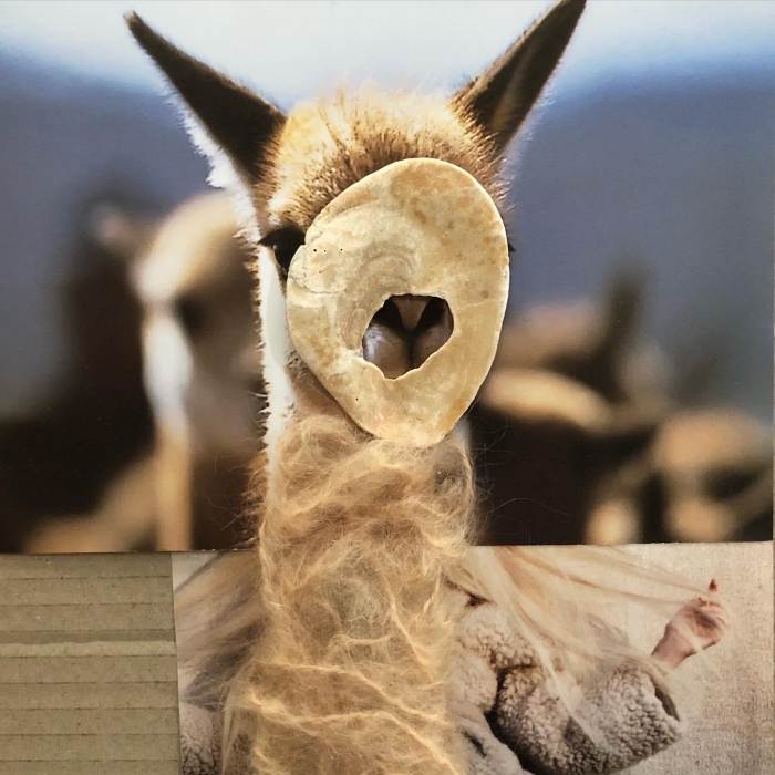 vicuna
